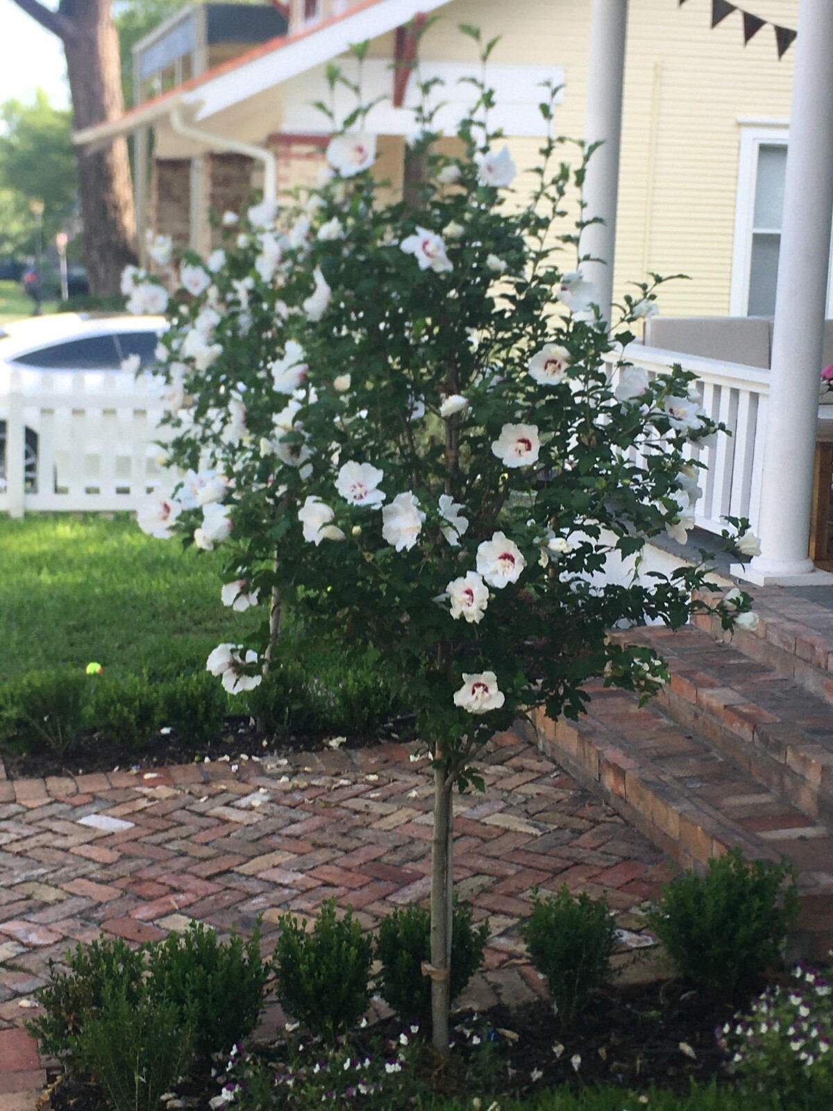 50+ Red Heart White Rose of Sharon Seeds (Hibiscus syriacus) 2022 Fall Fresh!