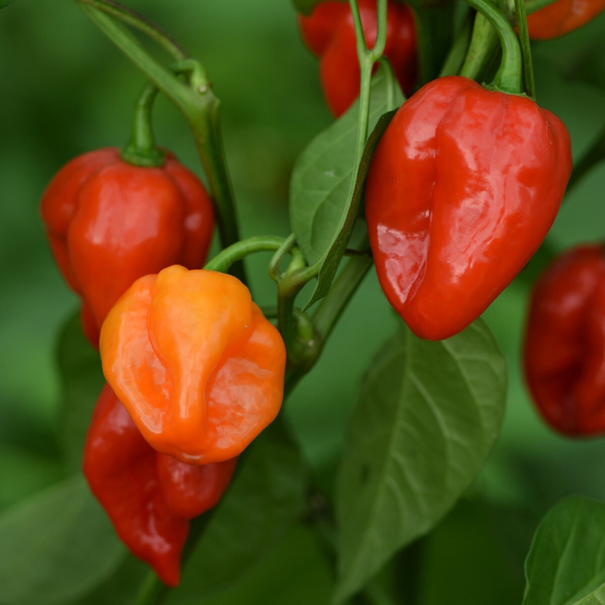 1 Oz Habenero Hot Pepper Seeds – Everwilde Farms Mylar Seed Packet