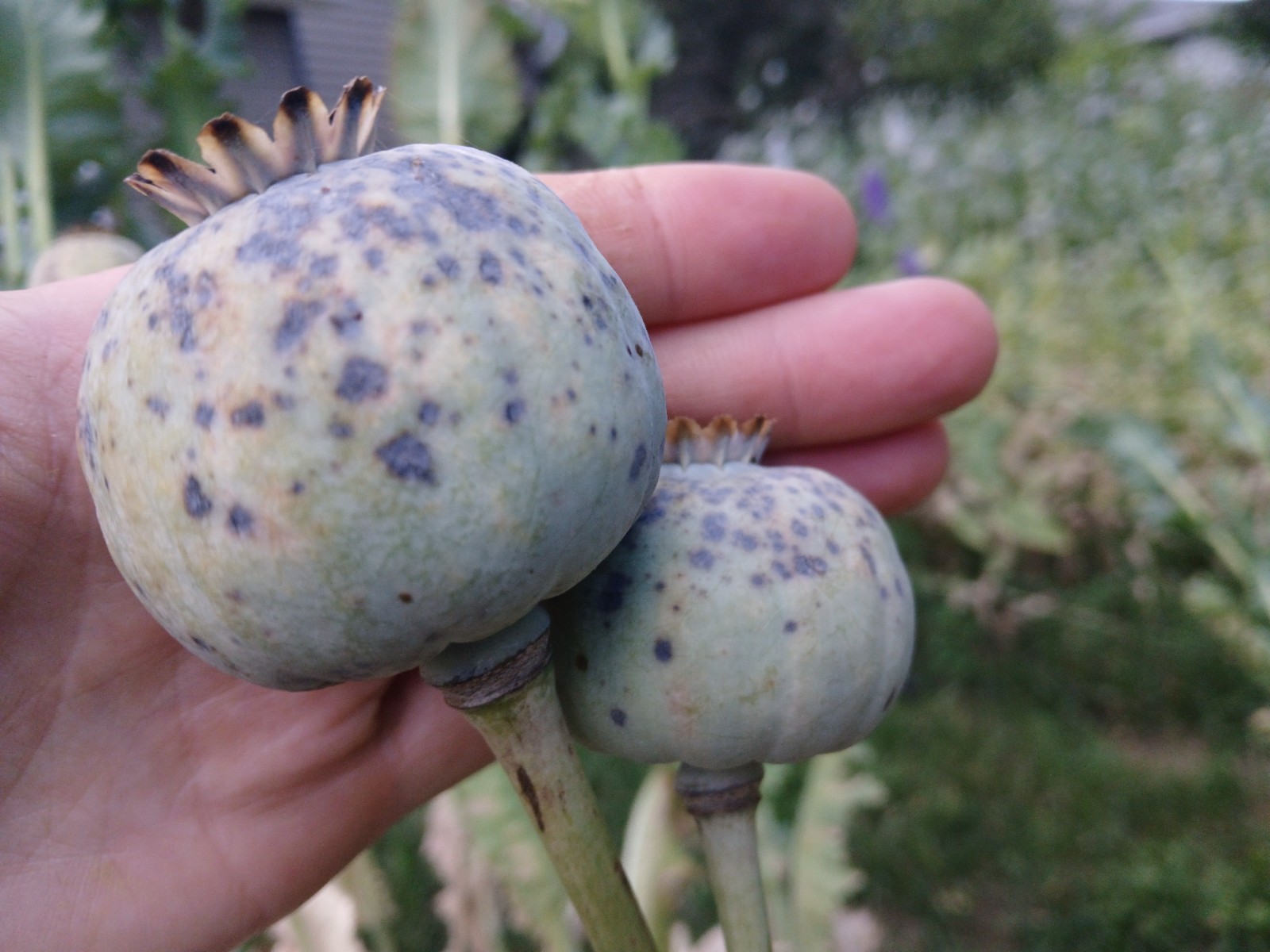 RARE-Genuine Afghan Galania Poppy Seeds – 2000 Count (Cold Stratified/US Seller)