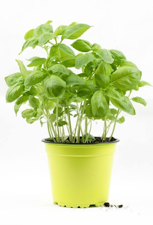 1500+ LEMON BASIL SEEDS – Ocimum Basilicum – HERB – ORGANIC – HEIRLOOM – NON GMO