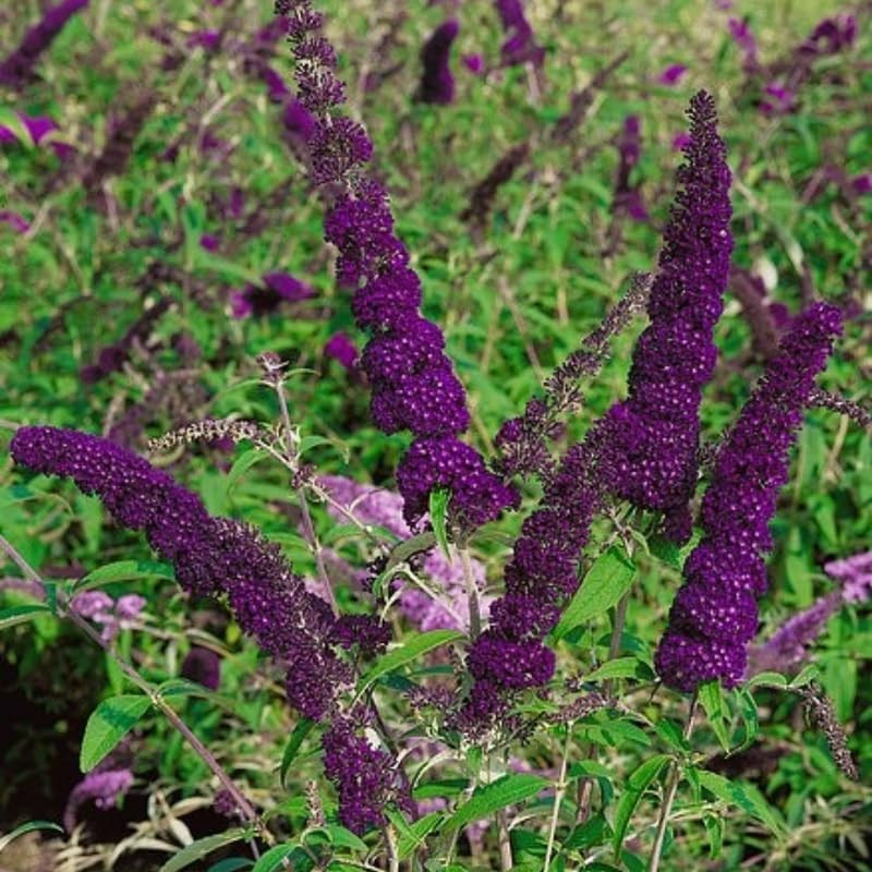 Black-Purple Butterfly Bush Live Shrub Plant Shrub, Buddleia Bush Well Rooted, 5