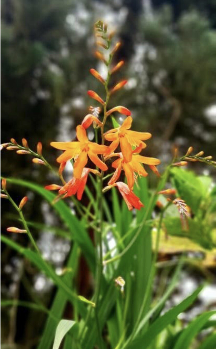 Falling Stars, Crocosmia Aurea, Valentine Flower – 10 seeds 2023 – USA