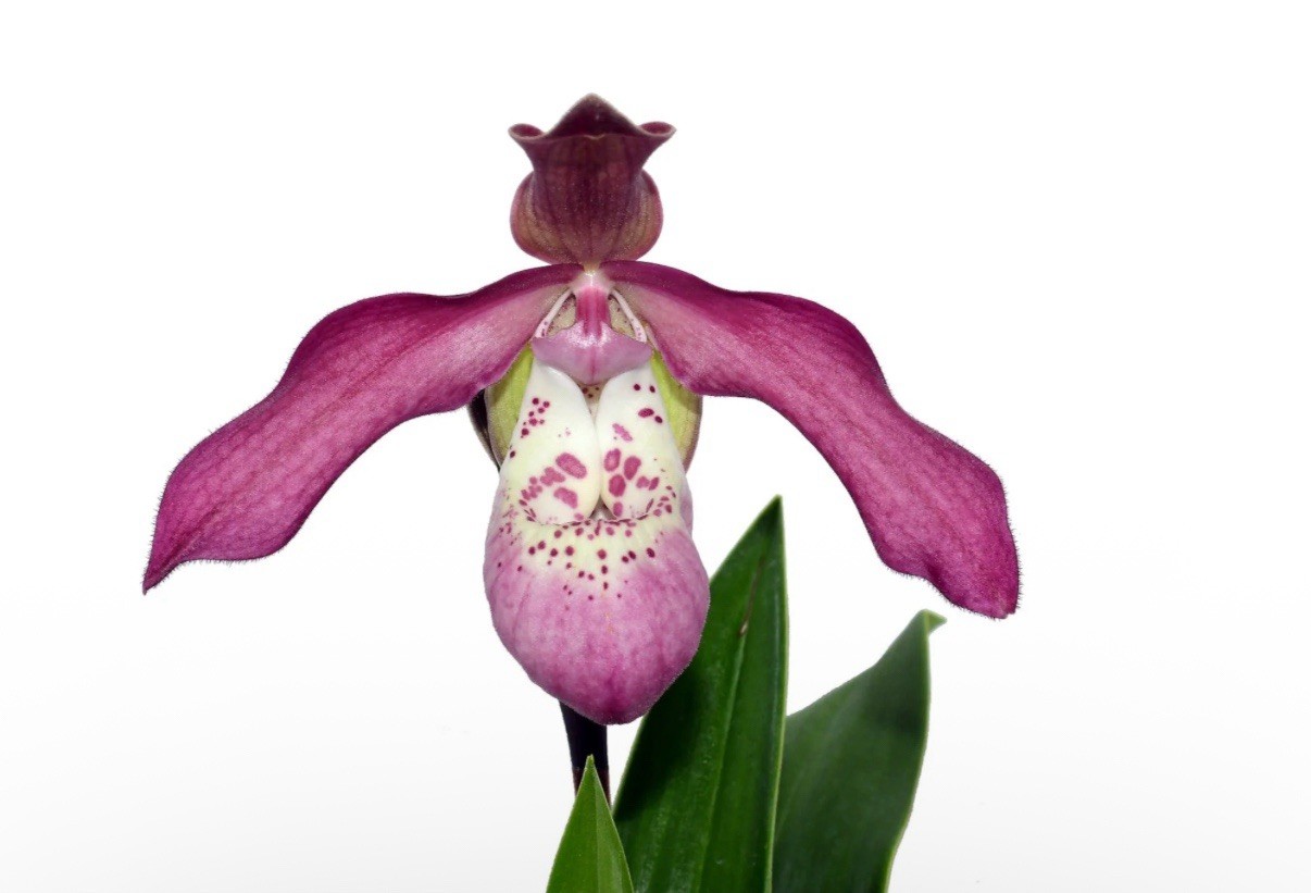 Phragmipedium Anahi Carchi Pink White Green Orchid Hybrid Tall Spikes 4” Pot