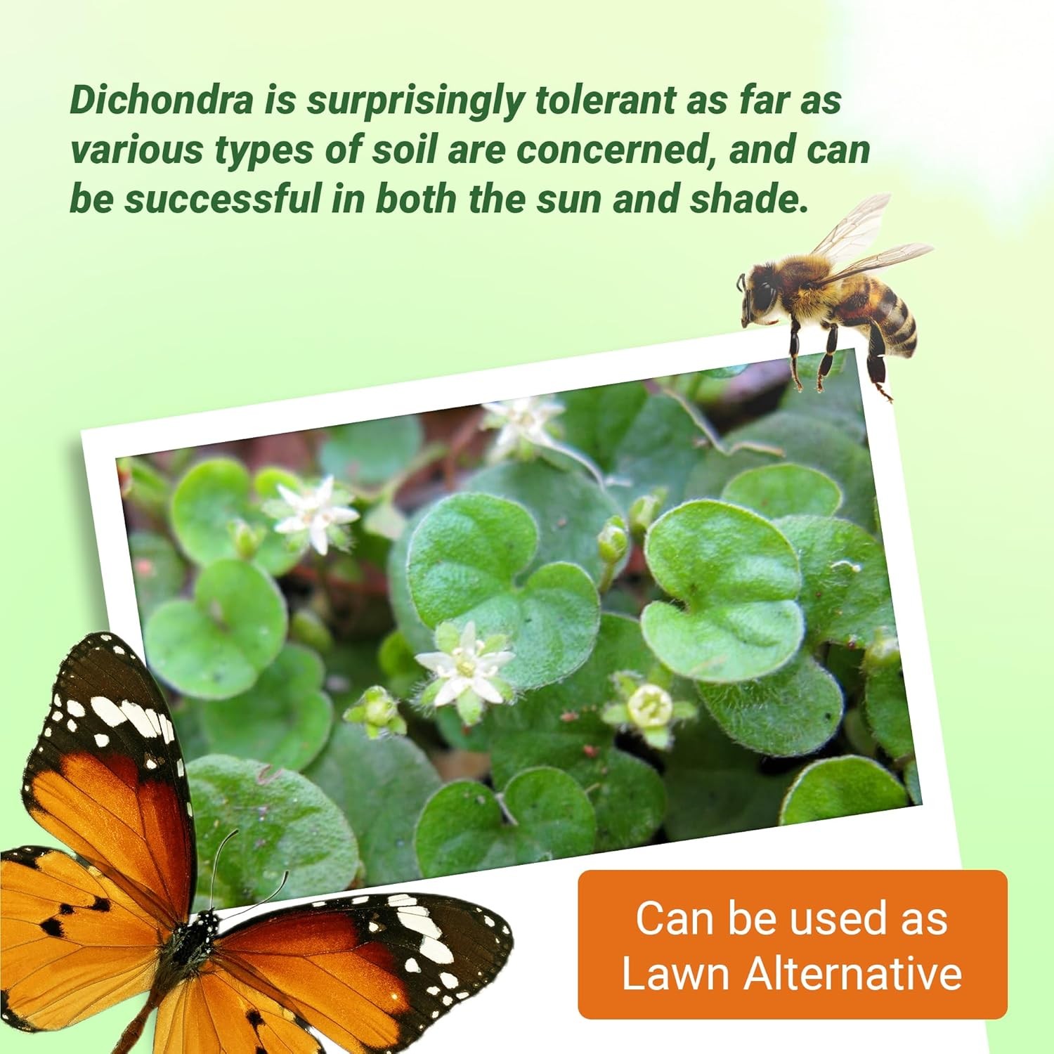 1 LB Dichondra Seed For Planting – Dichondra Repens Ground Cover Seeds