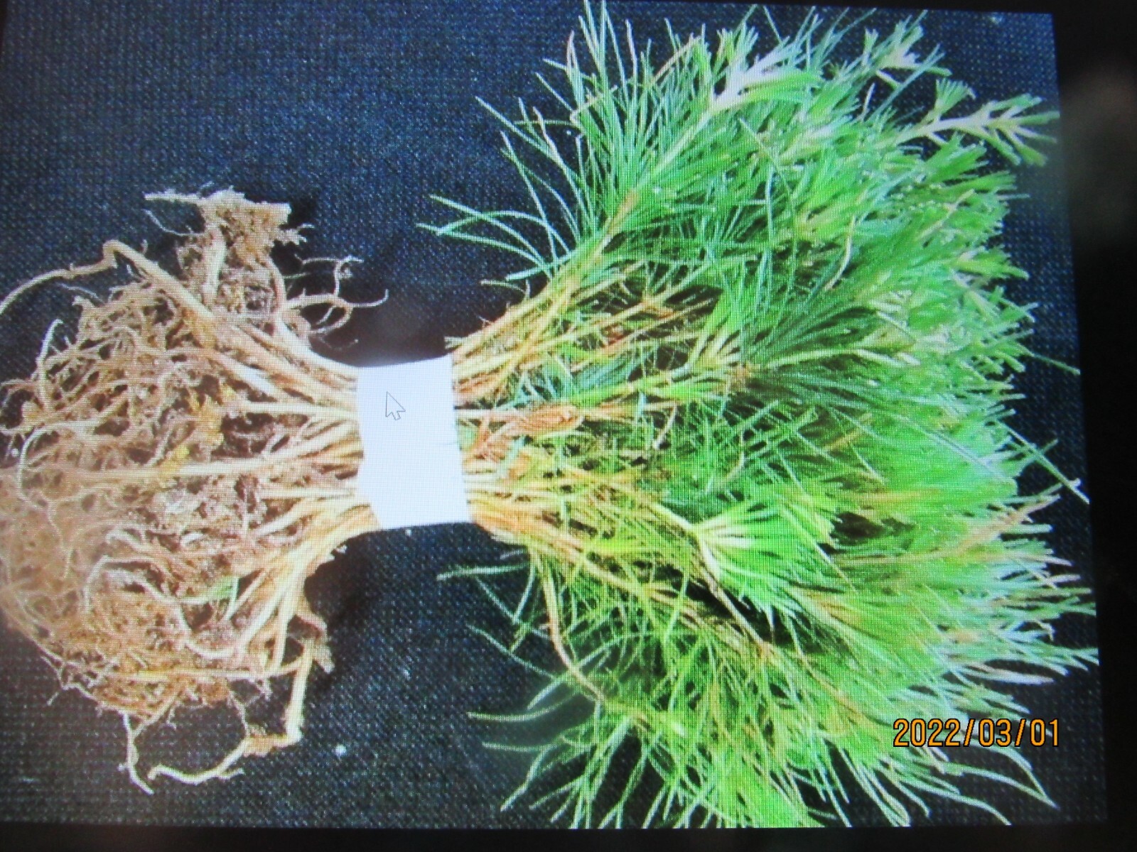 Fall sale ! 25 white pine seedlings 6-10 inch, tall, bare root transplants