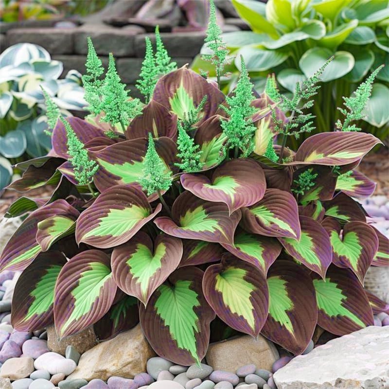200pcs, Mixed Hosta Seeds for Planting Hosta Plant Seeds Moderate Drought