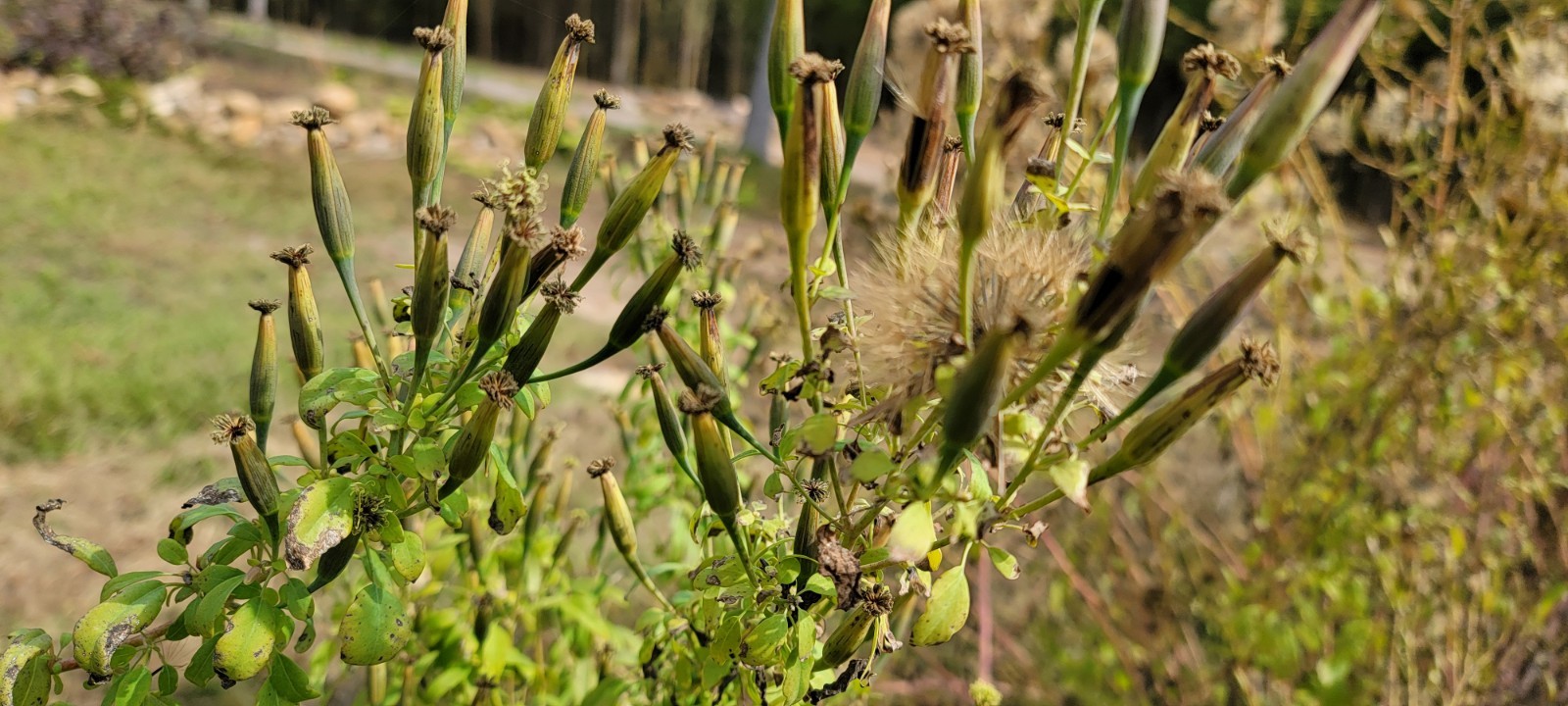 Papalo Quelite-pipicha – Chepiche–Porophyllum linaria–200 Seeds