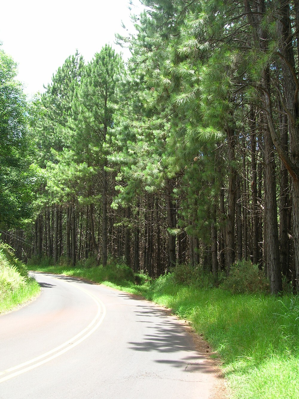 Loblolly Pine Tree | Premium Seeds | Pinus taeda | Plants’®
