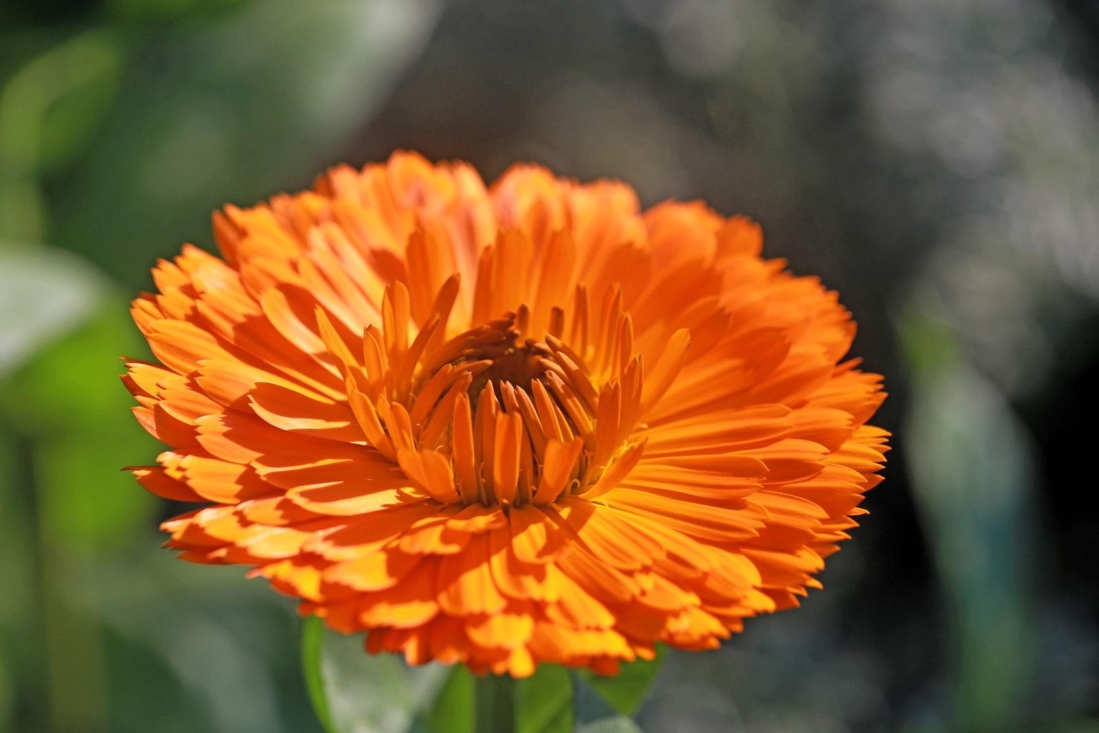 500 PACIFIC Beauty ORANGE MARIGOLD Calendula Officinalis Flower Seeds