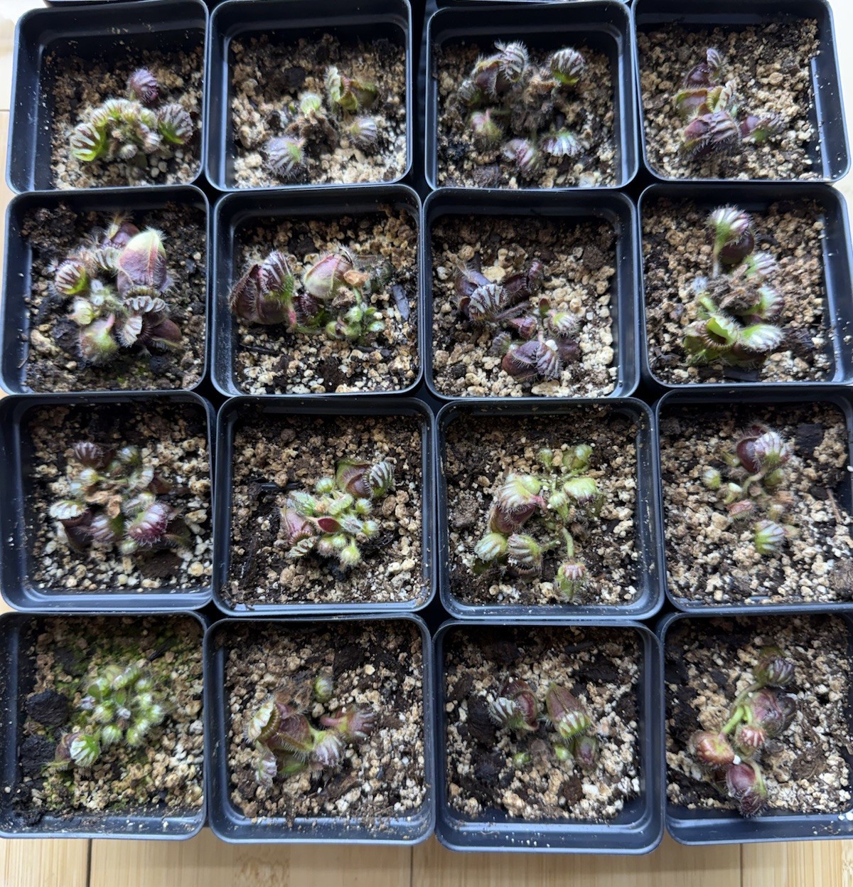 Cephalotus follicularis typical form medium potted