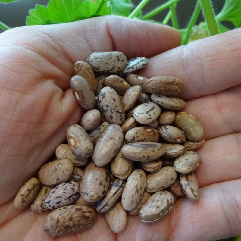 Rattlesnake Pole Bean Seeds (25) / ORGANIC / POLE / FLORIDA GROWN / RARE