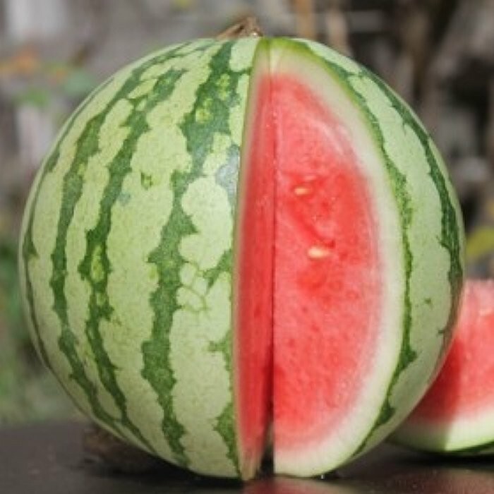 20 New Harvest of Quality Sweet Dixie Queen Watermelon Seeds-A 26