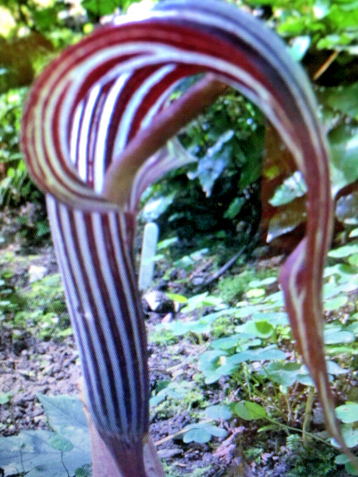 ARISAEMA FARGESII -1 Cobra Lily Bulb with Growing Shoot and Well Developed Roots