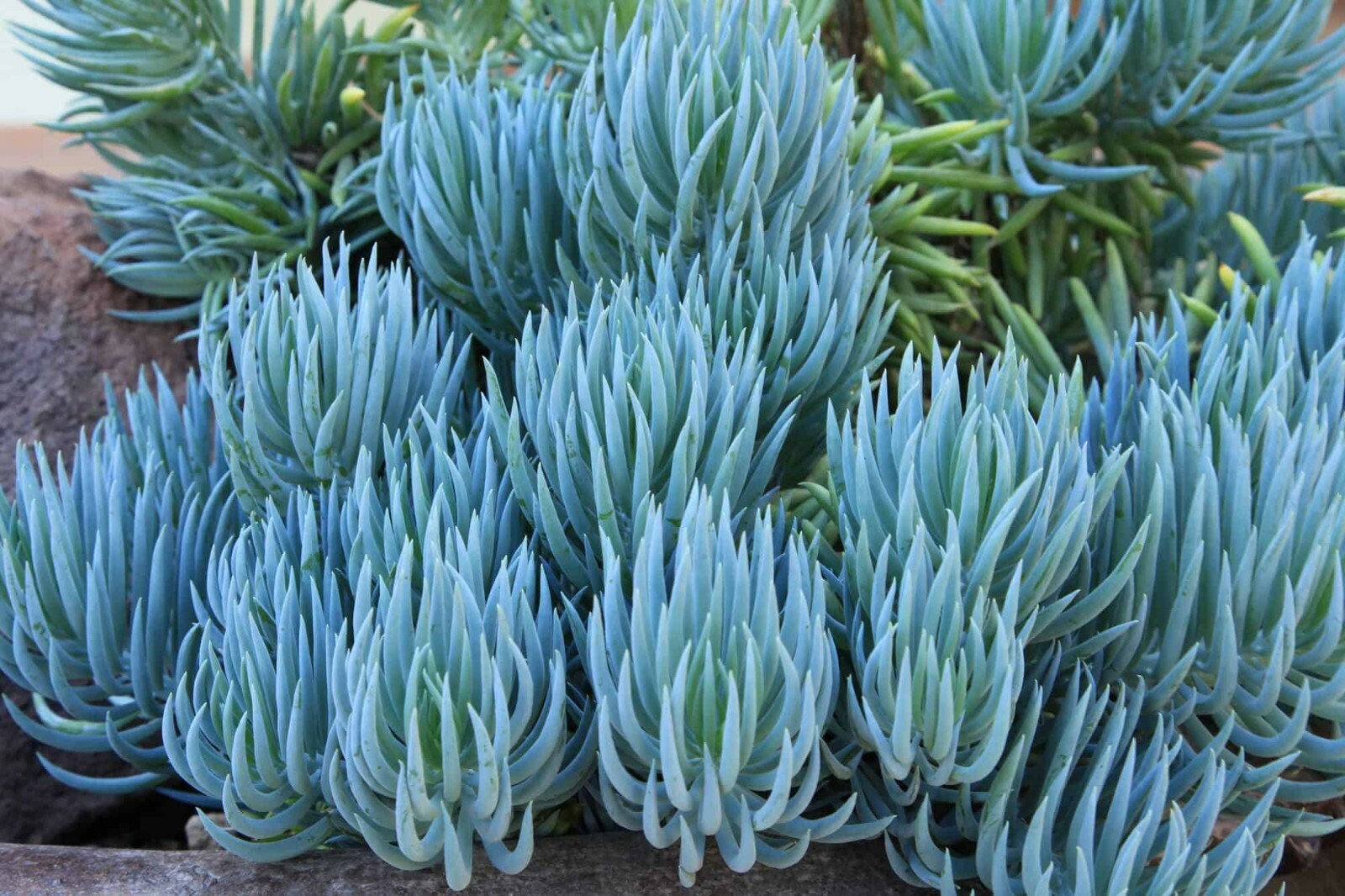 9X Senecio Mandraliscae Blue Chalk Sticks Live Succulent Plant Cuttings 5″ Long