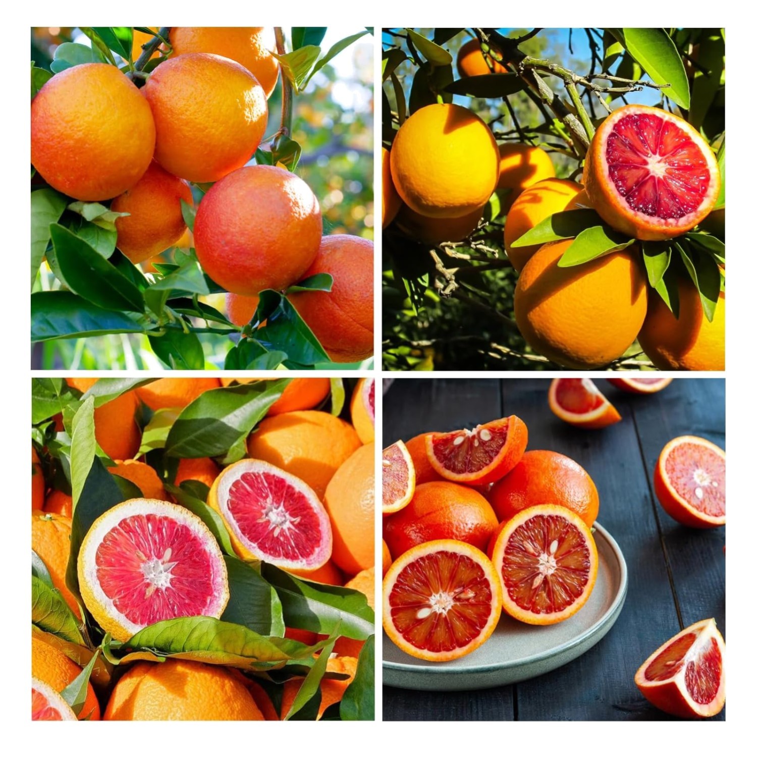 15+ Blood Orange Tree Seeds for Planting-Grow Citrus Fruit Indoors Outdoors N…