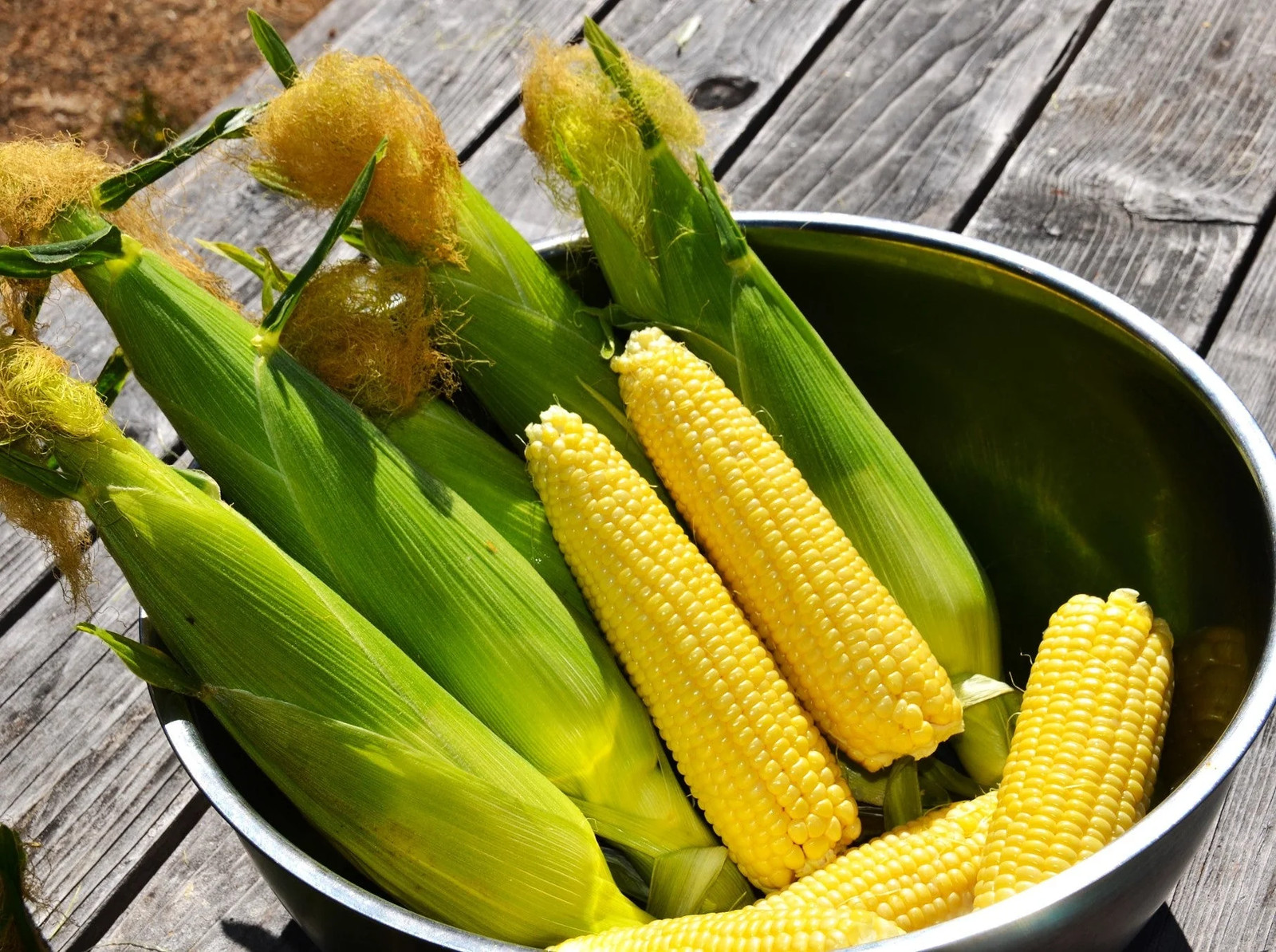 Honey Select Triple Sweet Corn Seeds | AAS Winner Untreated Yellow SY Seed 2023