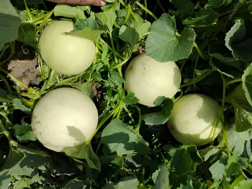 40 Premium Heirloom Green Flesh Honeydew Melon Seeds – Super Sweet&Tart