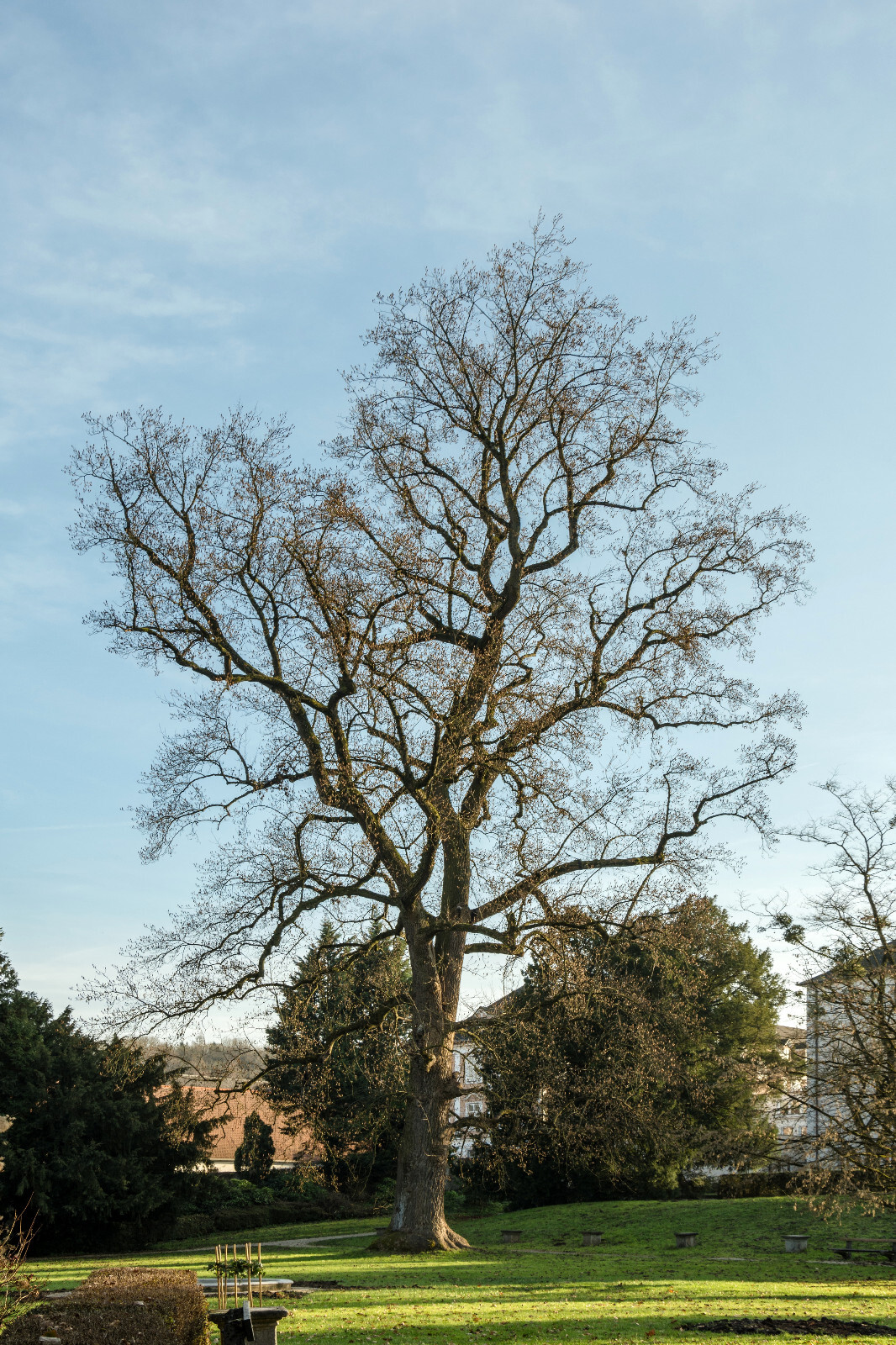 Tulip Poplar | Small Tree Seedling | The Jonsteen Company