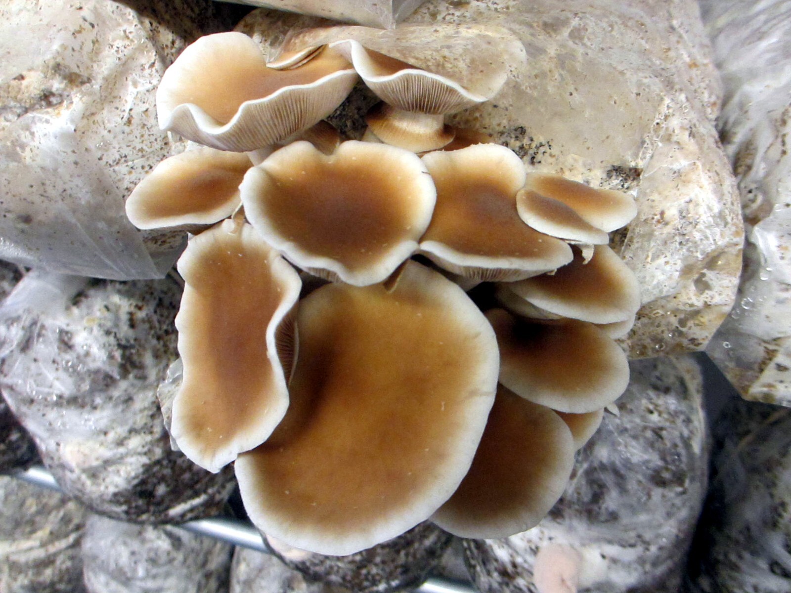 TWO Blocks Your Choice Mushroom Kit Multi-Pack!