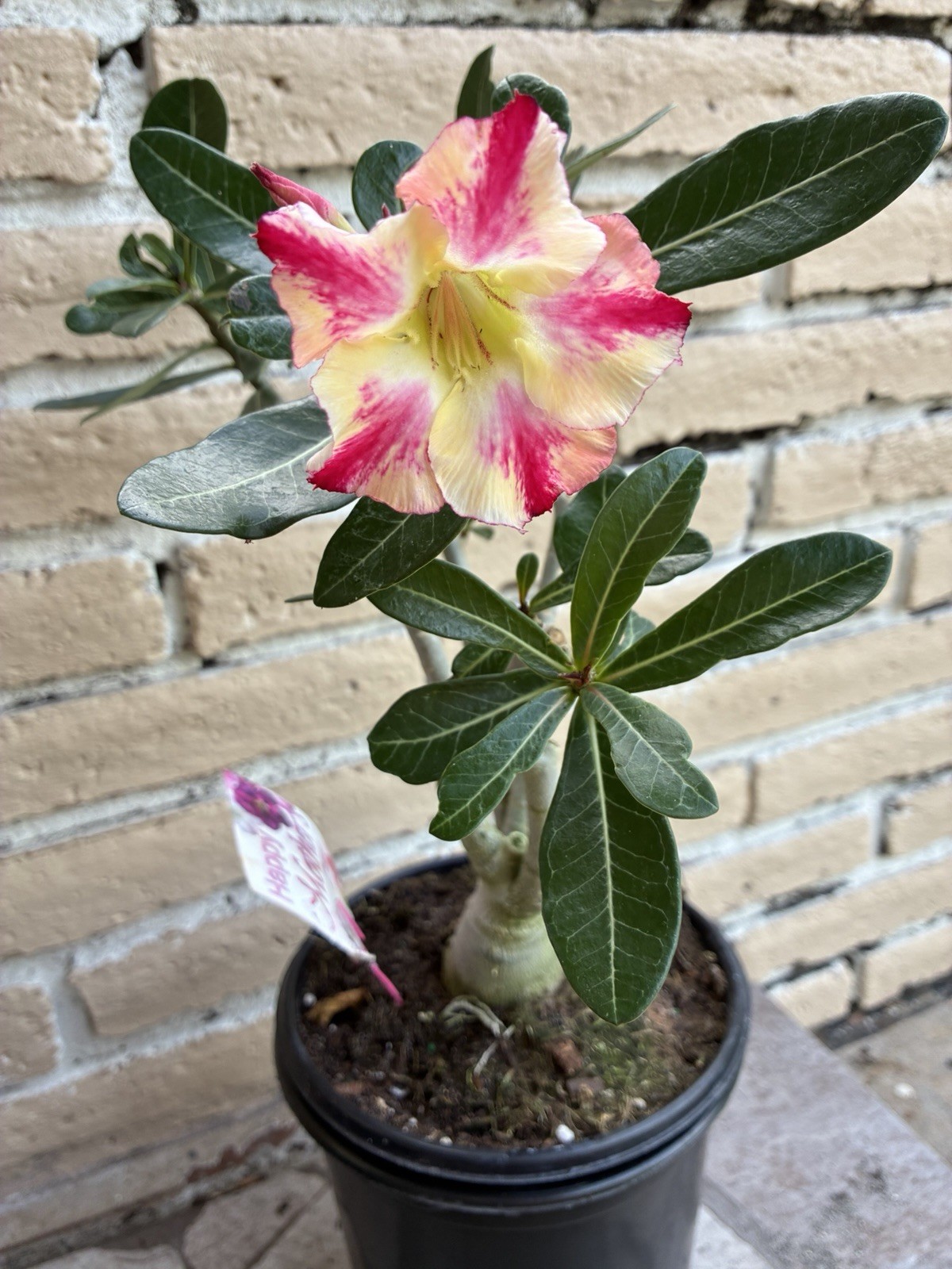 Beautiful Adenium Yellow With Stripes Single Petal Perfect For Bonsái