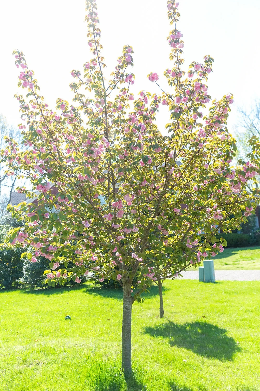 Cherry Kwanzan Tree 2.5” in Pot 6-14″ Height