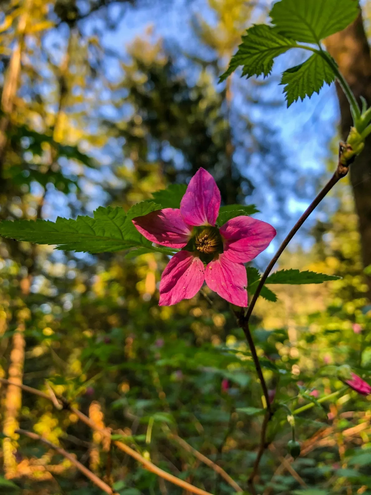 Salmonberry – Fruit bearing shrub – {RUBUS spectabilis} 25+ SEEDS USA POST