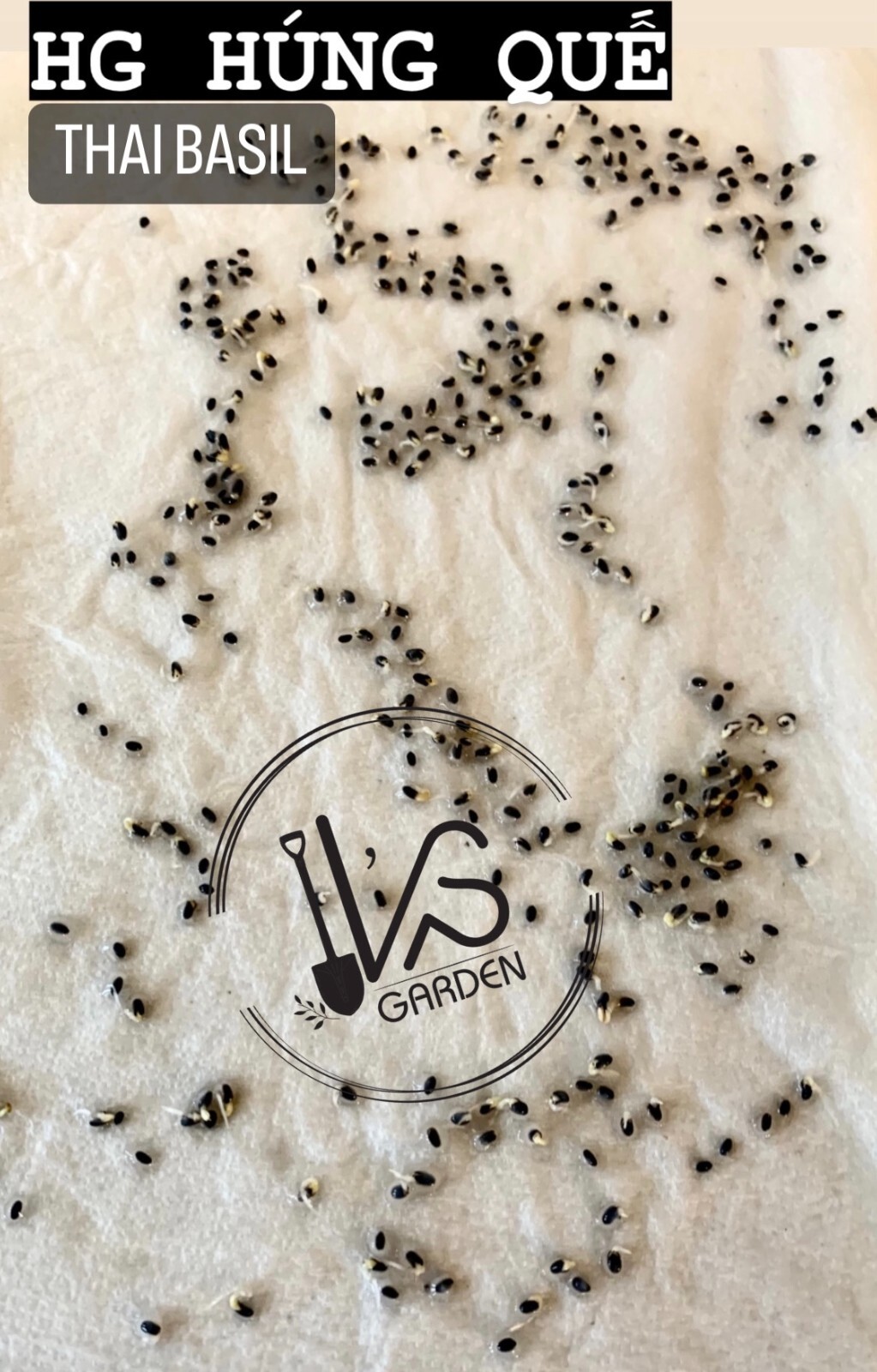 500+PCS THAI BASIL, OCIMUM BASILICUM SEEDS, HẠT HÚNG QUẾ | 90% GERMINATION |
