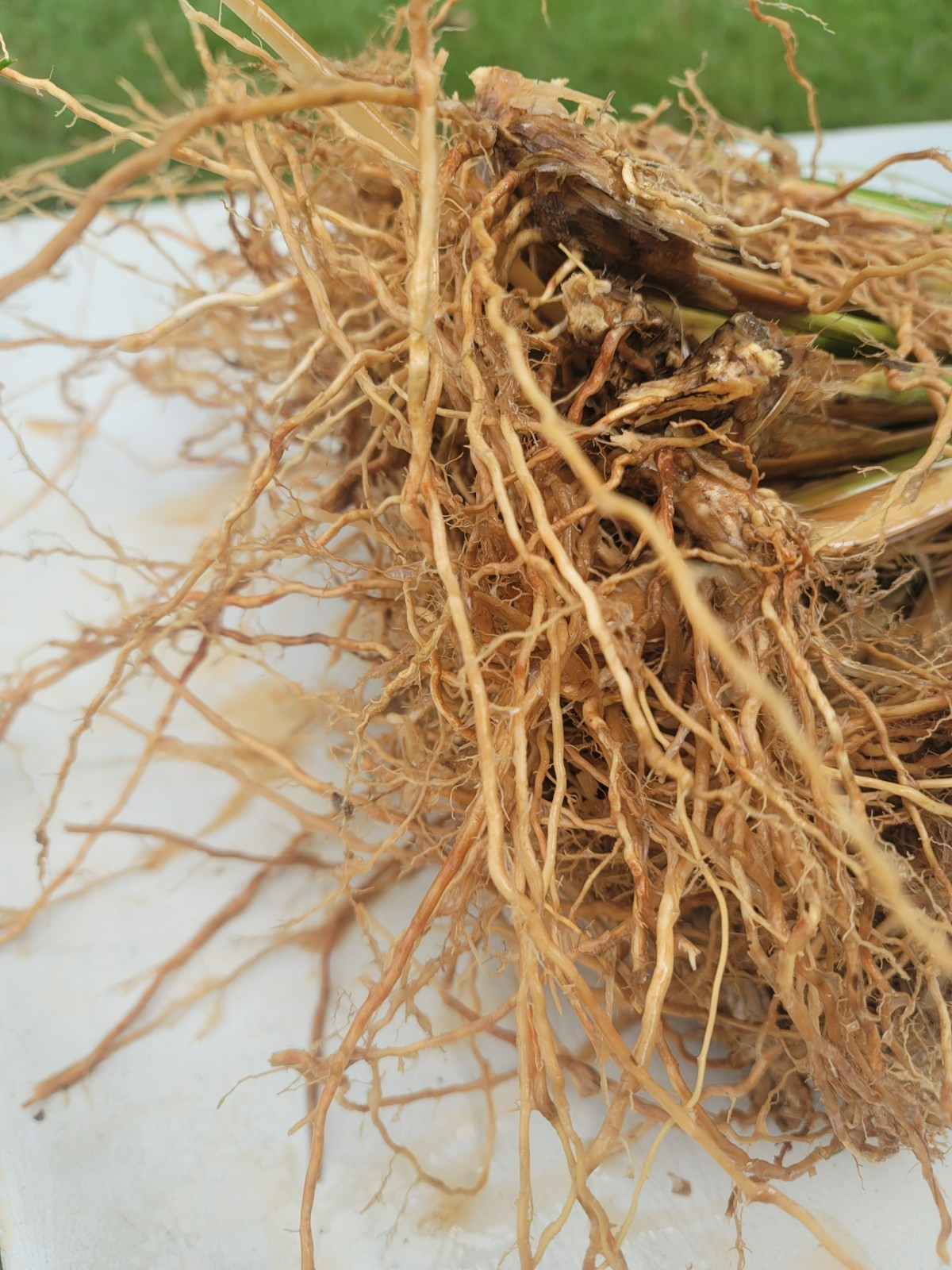 Vetiver live plant for EROSION CONTROL 25 pcs combo