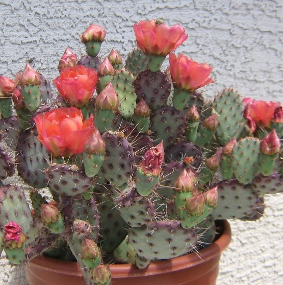 Opuntia basilaris x = Baby Rita Pink Flowers Purple Psds Full Sun 1 Pad