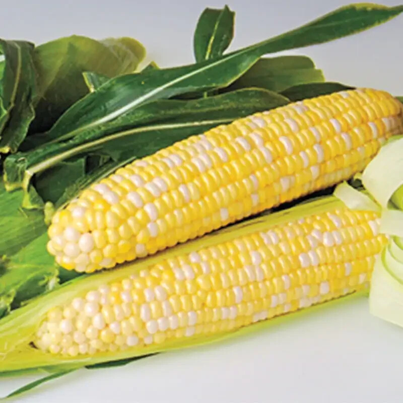 G90 Delicious Hybrid Sweet Corn Seed Bicolor Treated 100 Seeds, 1oz. 95% Germ.
