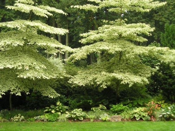 Giant Dogwood, Cornus controversa, Tree Seeds (Fast, Fall Color, Hardy, Showy)