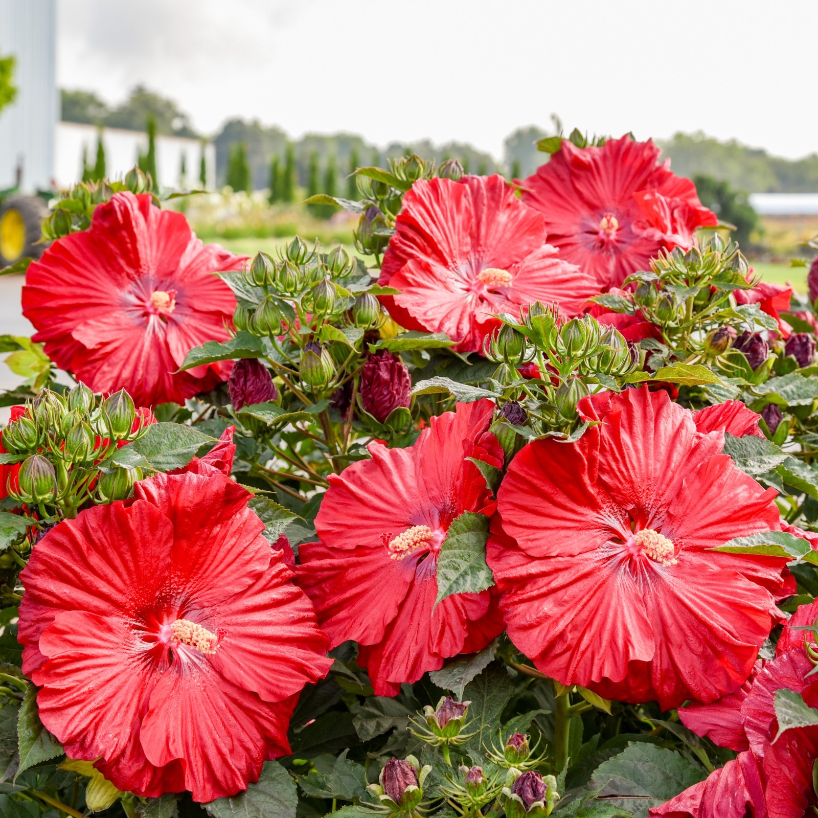 bush hibiscus GARNET GLOBES new flower hardy 2.5″ pot = 1 Live Potted Plant