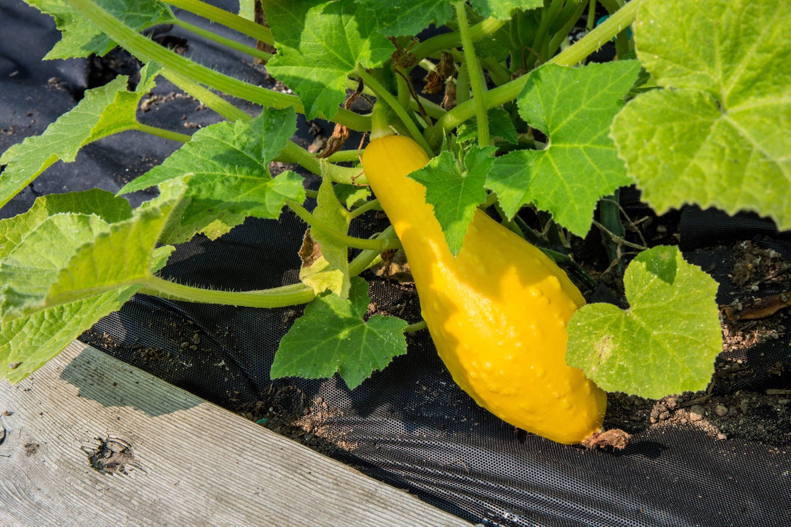 50 Yellow CROOKNECK SQUASH Summer Cucurbita Pepo Vegetable Seeds *Flat S/H