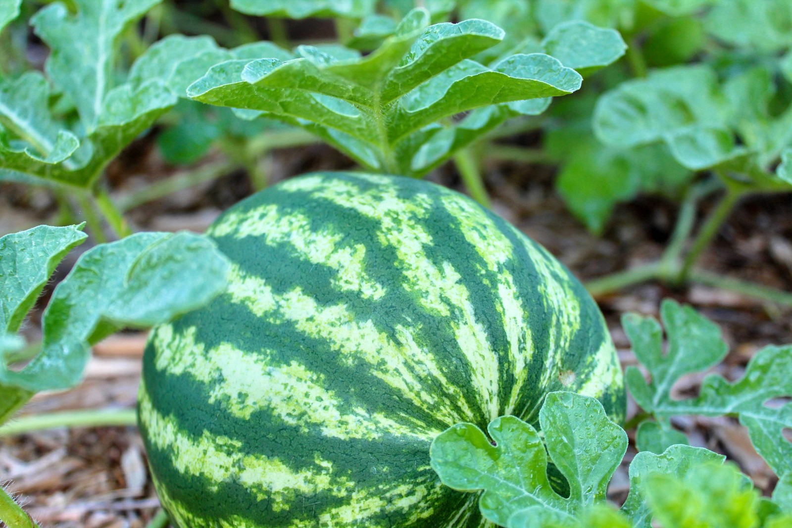 100 CRIMSON SWEET WATERMELON Citrullus lanatus Fruit Melon Seeds