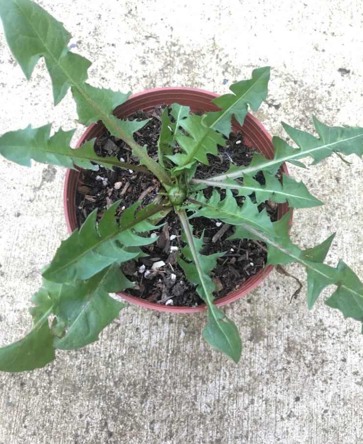 3 Live Dandelion Herb Plant – Taraxacum officinale–Edible Herbal Plant in 4″ Pot