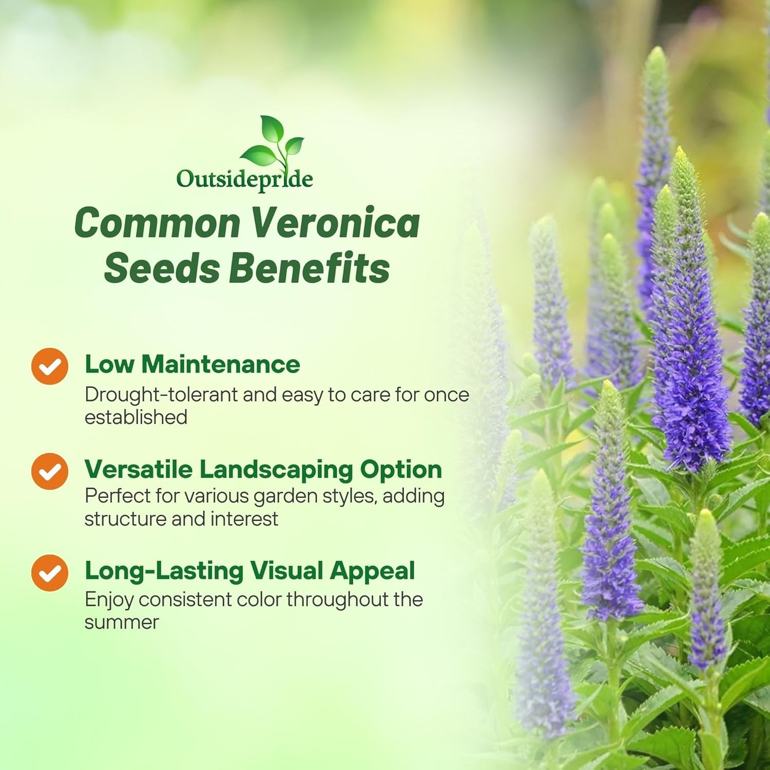 2000 Seeds Veronica Seeds – Spike Speedwell Flower Seed