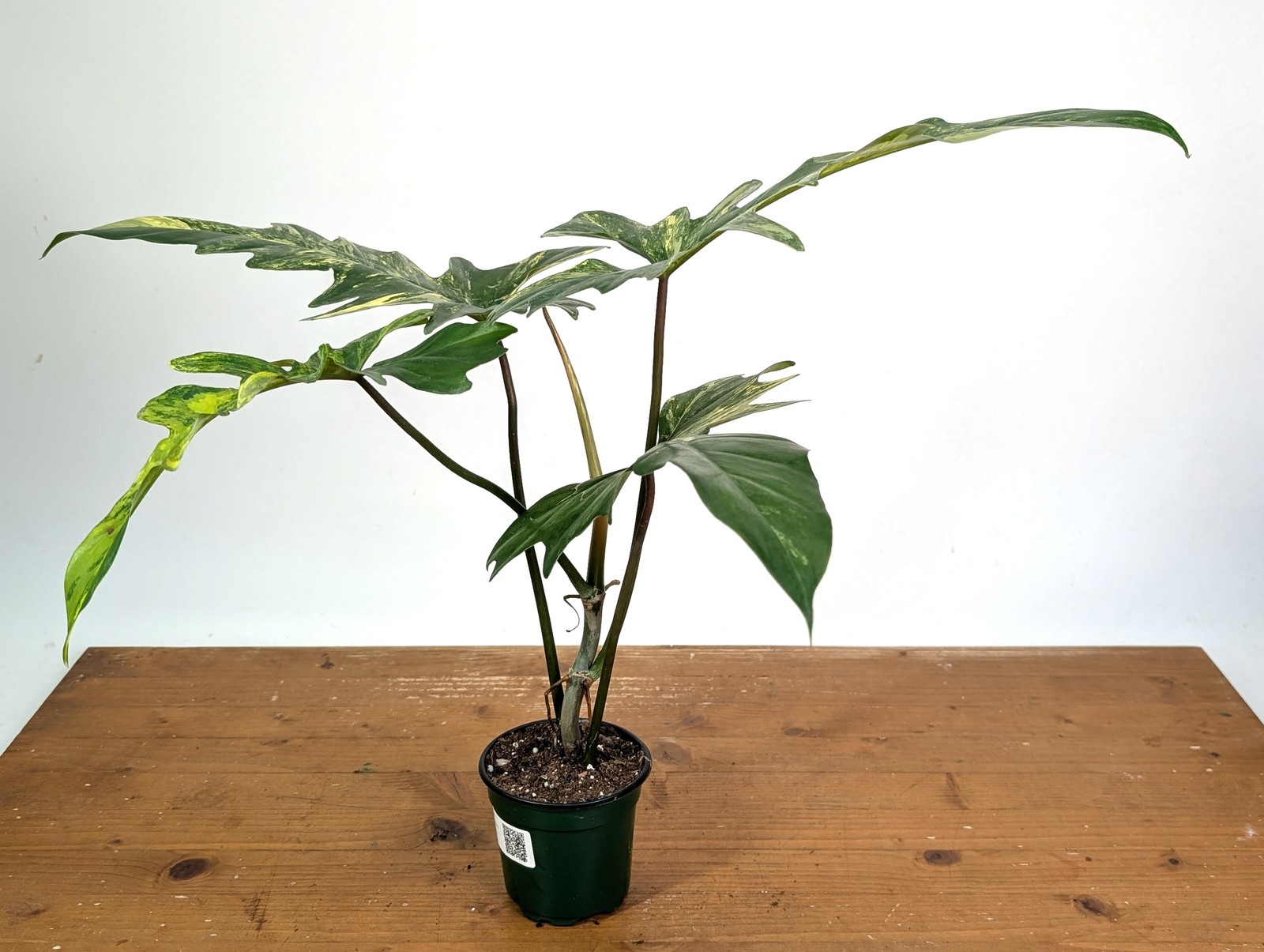 Philodendron Florida Beauty x Mayoi Variegated – Exact Plant #24B in 4″ Pot