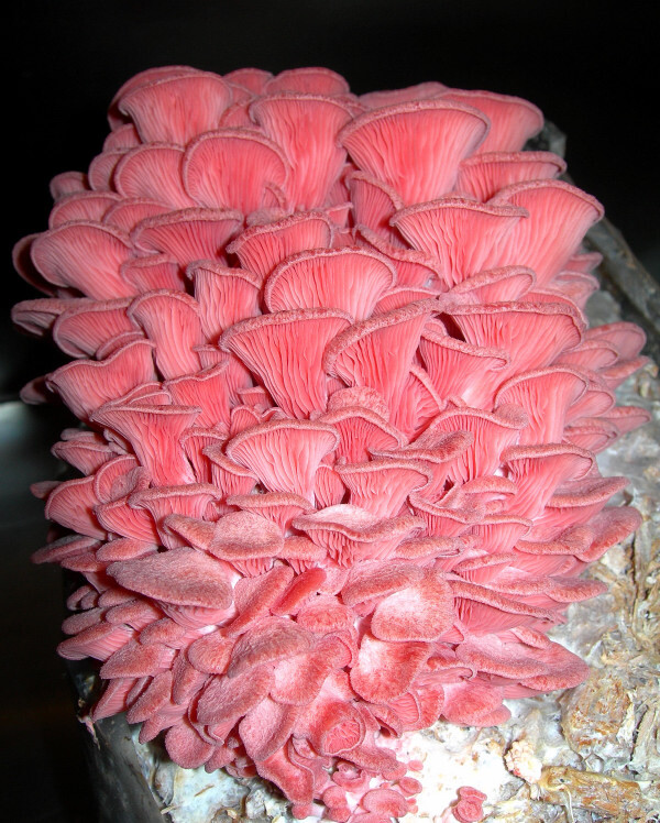 Seeds Mushroom Oyster Pink Rare Mycelium Spawn Dried Spores Organic Ukraine
