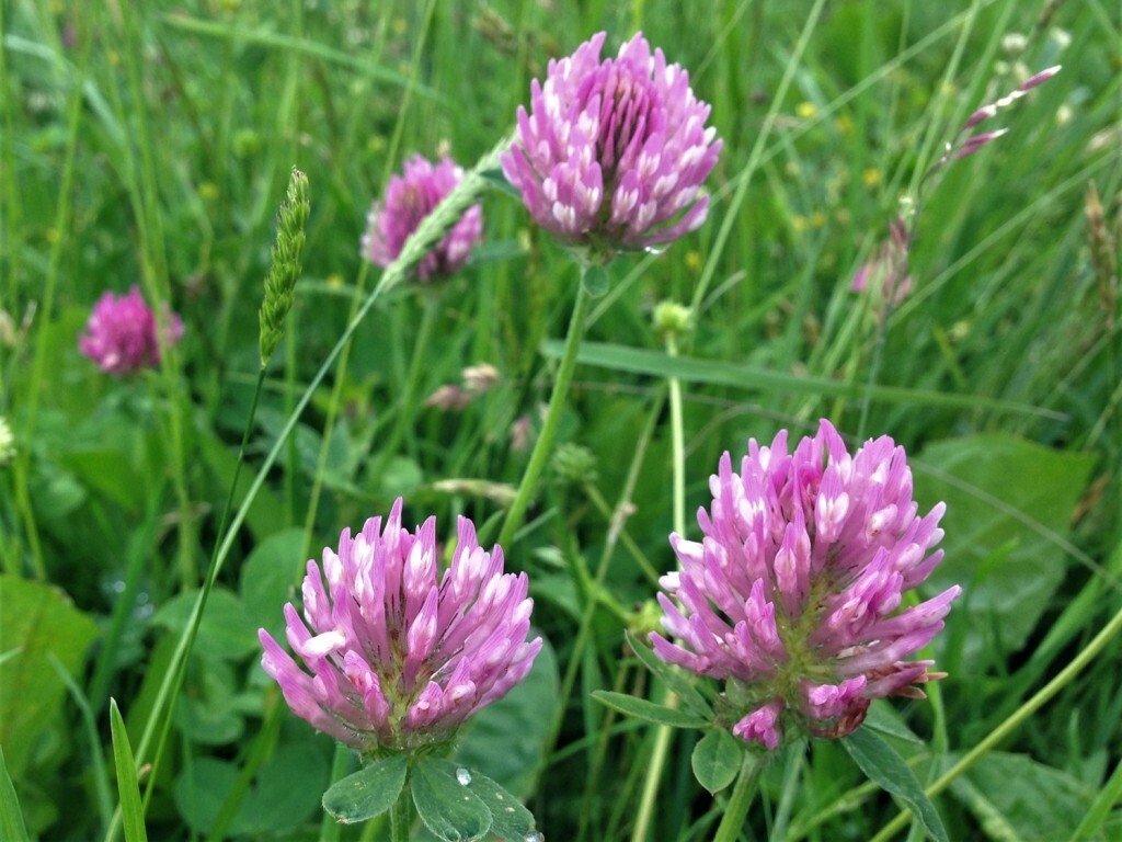 Medium Red Clover Seed – NON-GMO Heirloom Inoculated Cover Crop & Pasture