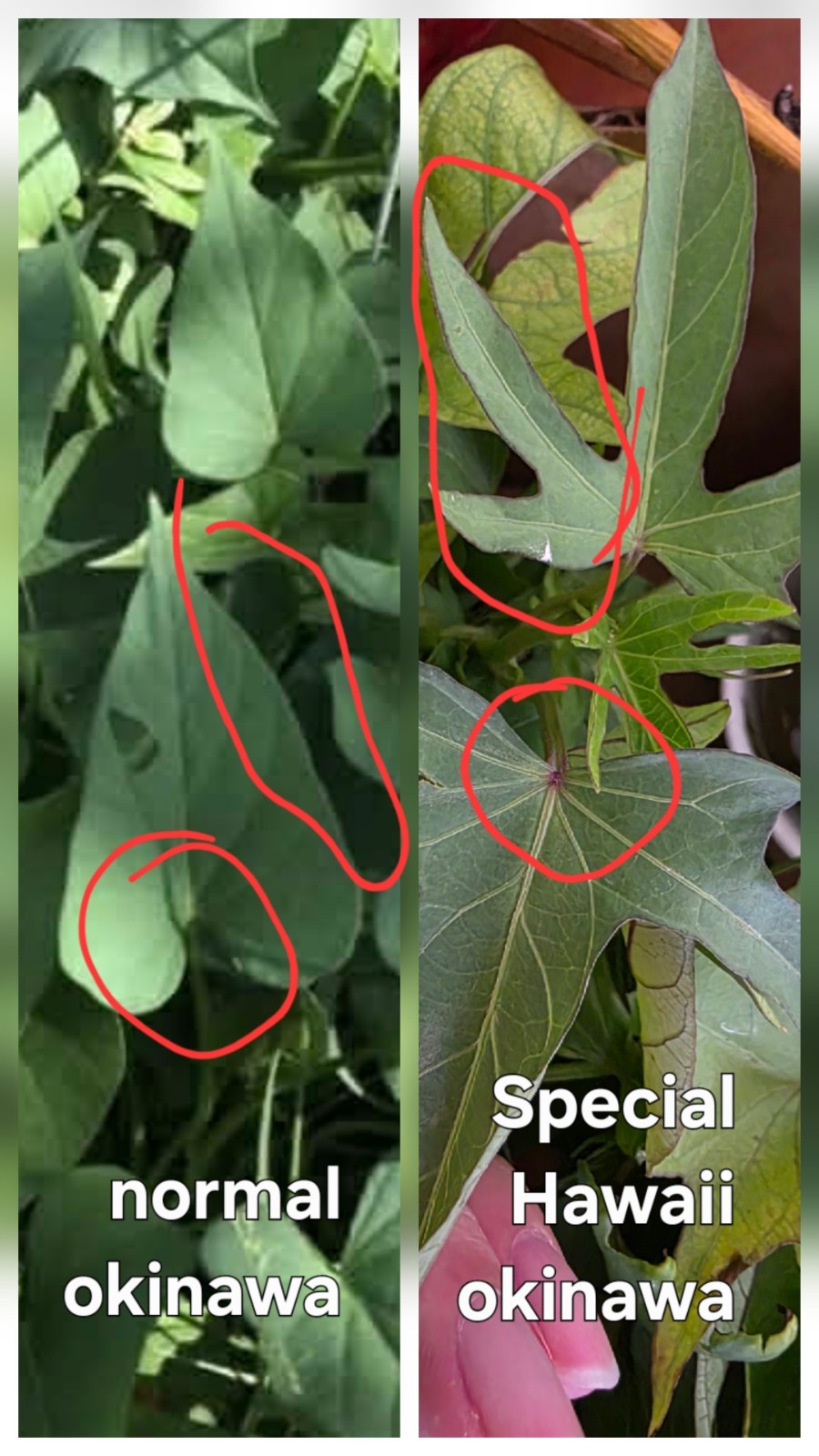 10 Special Hawaii Okinawa Purple Sweet Potato Slips -Cuttings – Have Roots-RARE