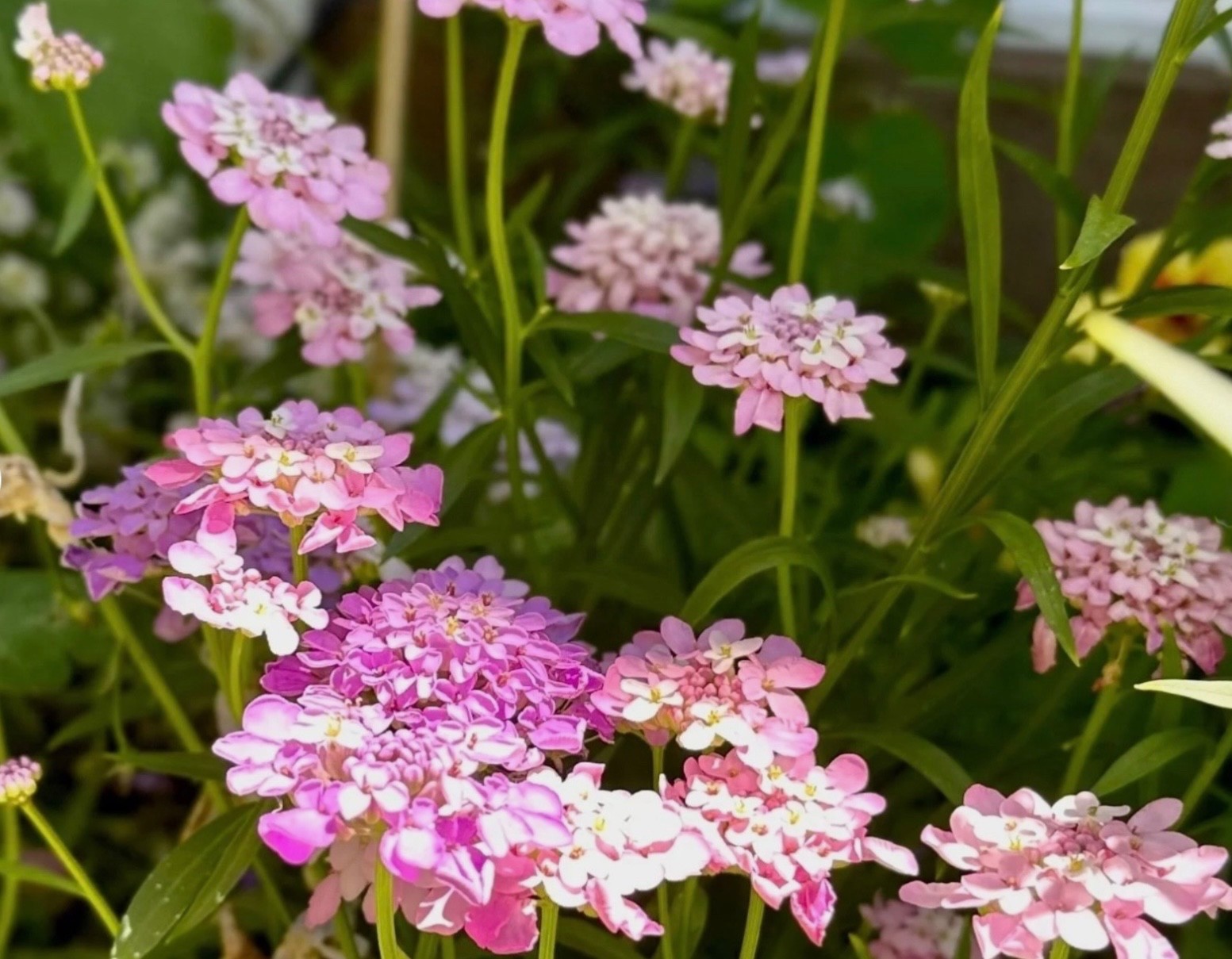 Fresh Candytuft Seeds Dwarf Mix – Annual Ground Cover & Border Flowers, Non-GMO