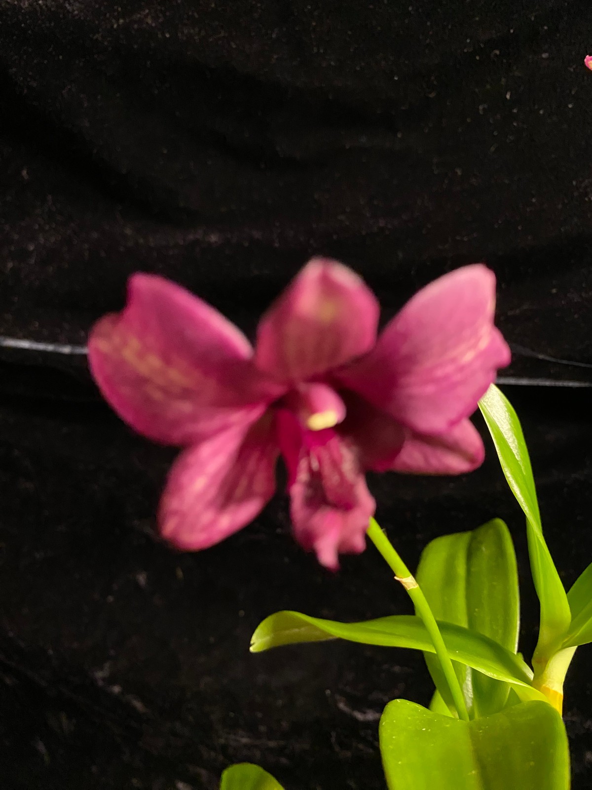 Den. Green – Purple Veins (New Hybrid!)