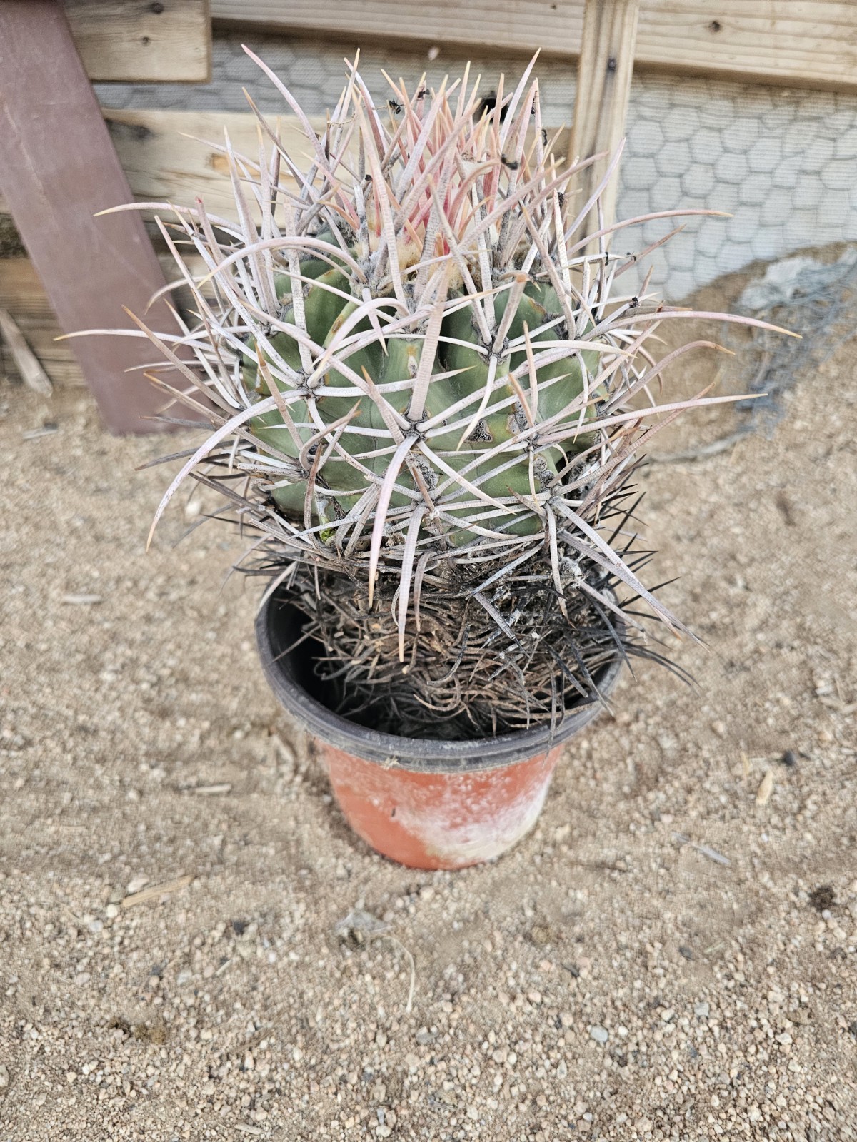 E. Polycephalus, 8″ Tall, 5.5″ Wide