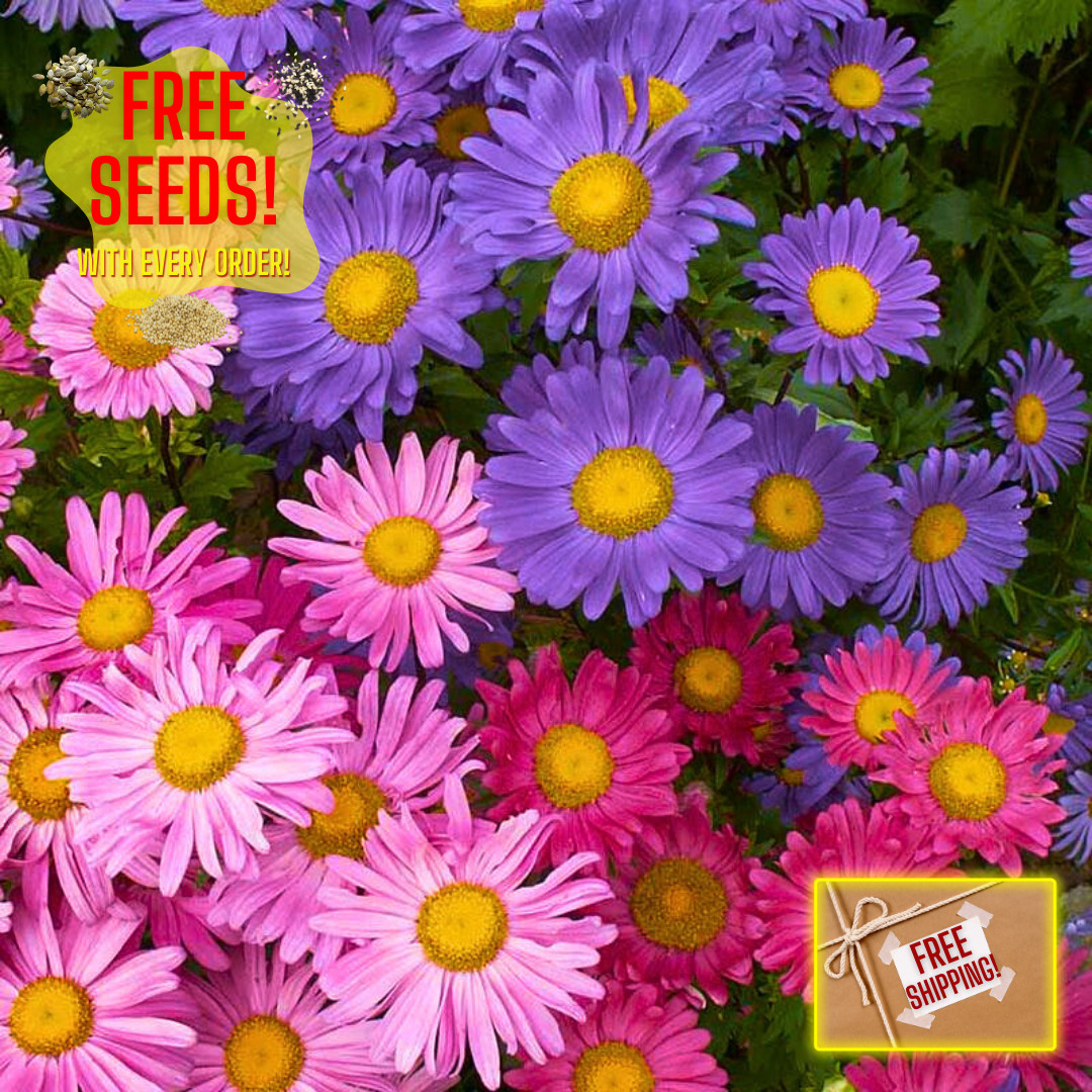 Fresh Single China Aster Seed Mix | Heirloom Non-GMO | Flower Seeds