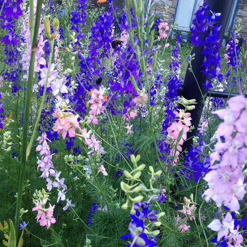 Wildflower Mix SHADE with Perennials 16 Species Pollinators Non-GMO 500+ Seeds