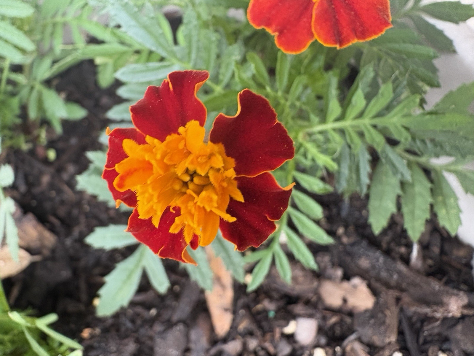 MARIGOLD FLAMING ORANGE FLOWER SEEDS 100+ Garden Seeds FREE SHIP