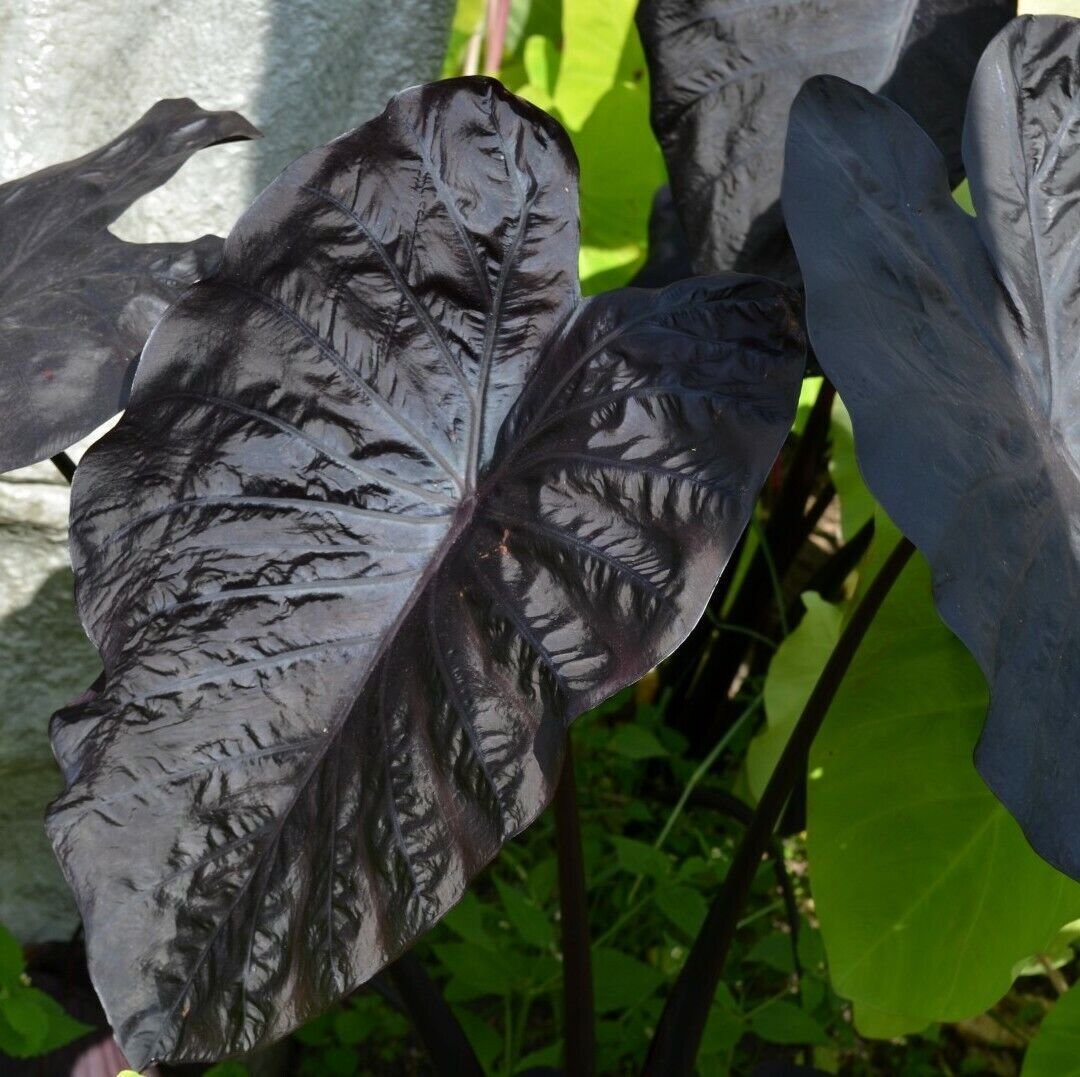 Black Sapphire Gecko Elephant Ear – Colocasia – Live Plant