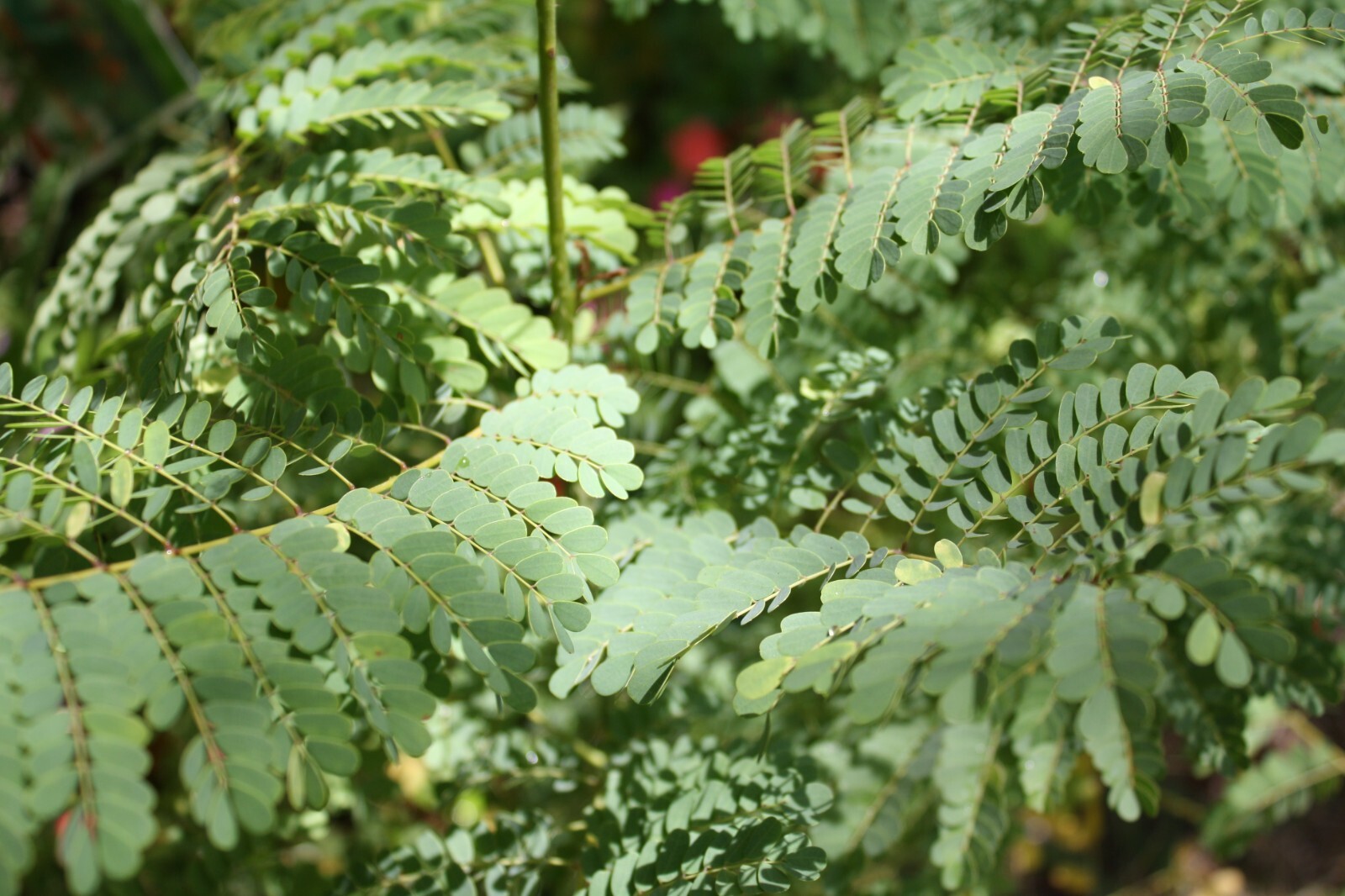 10 Tropical Heirloom Seeds -Crested Cassia Flower- Caesalpinia crista