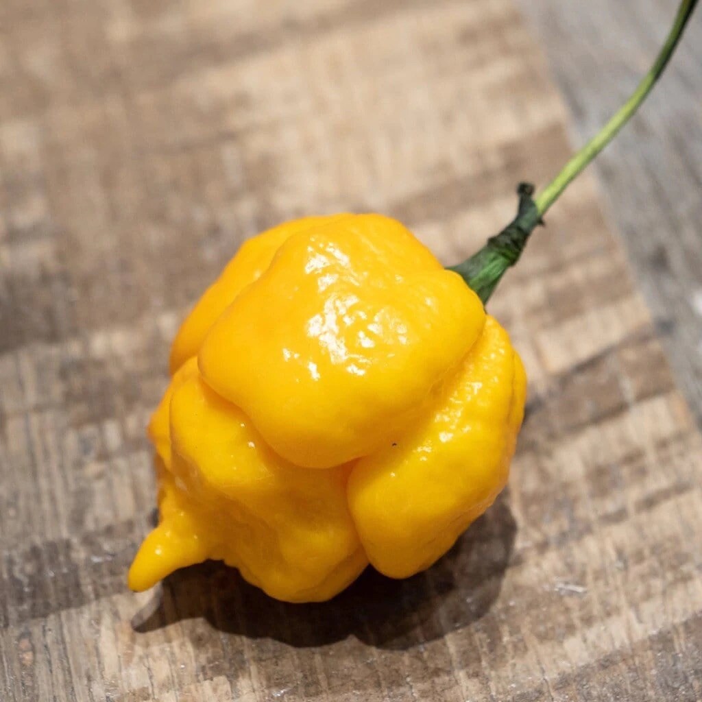 (20) 7 Pot Brain Strain Yellow Seeds Super Hot Pepper Bonnet brainstrain