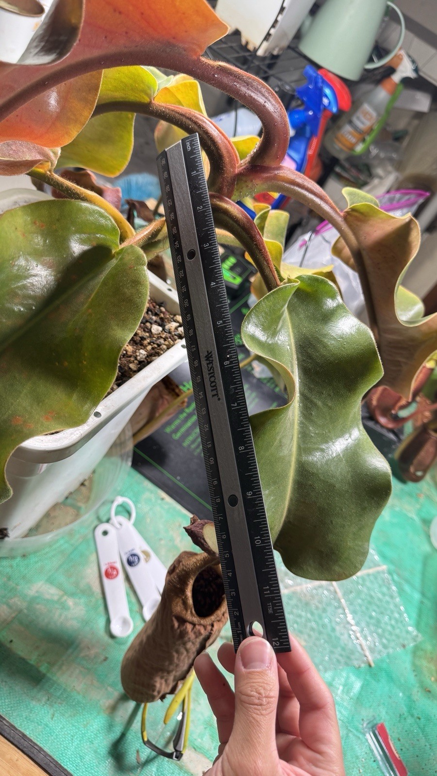 Nepenthes Truncata Highland Reddish Leaves AW Clone 1 Specimen Size Please Read!
